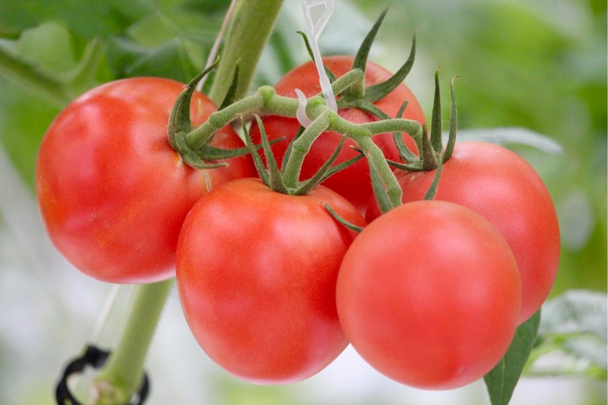 自宅で楽しむ！水耕栽培におすすめの野菜と育て方